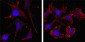 CD33 Antibody