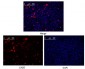 NCOR1 Antibody