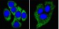 ESR1 Antibody