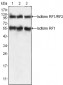 PEG10 Antibody