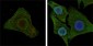 IL-2 Antibody