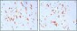 CD37 Antibody