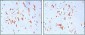 CD37 Antibody