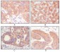 FGFR4 Antibody