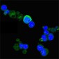 WNT5A Antibody