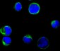 TYRO3 Antibody