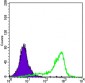 WNT5A Antibody