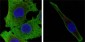 WNT5A Antibody