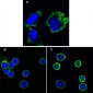 MPS1 Antibody