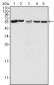 CD18 Antibody