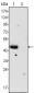 MPS1 Antibody