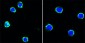 KI67 Antibody