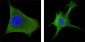 CK17 Antibody