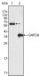 NT5E Antibody