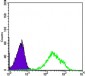 FOXA2 Antibody