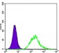 NTRK3 Antibody