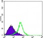 CER1 Antibody