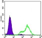 NF-κB p65 Antibody