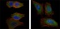 CD38 Antibody