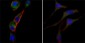 BMP4 Antibody