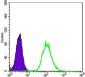 ABL2 Antibody