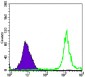 PPP1A Antibody