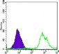 AKT1 Antibody