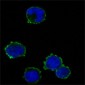 AKT1 Antibody