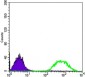 ATP2C1 Antibody