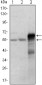 ETS1 Antibody