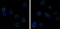 CD69 Antibody