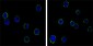 CD69 Antibody