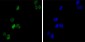 GATA1 Antibody