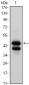 GATA1 Antibody