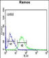 PHGDH Antibody (Center)