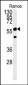 PHGDH Antibody (Center)