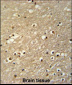TFAP4 Antibody (C-term)