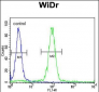 MEIS2 Antibody (Center D269)