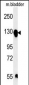 ITGA5 Antibody (C-term)