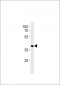 HNRPAB Antibody (N-term)