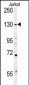 EHMT2 Antibody (N-term)