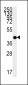 MC2R Antibody (C-term)