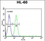 EMX2 Antibody (Center)