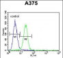 XRCC1 Antibody (Center)