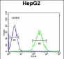 BDHA1 Antibody (Center)