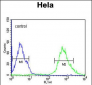 IPO9 Antibody (N-term)