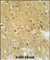 IPO9 Antibody (N-term)