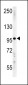 IPO9 Antibody (N-term)