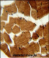 PREPL Antibody (C-term)