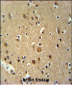 TNIP3 Antibody  (N-term)